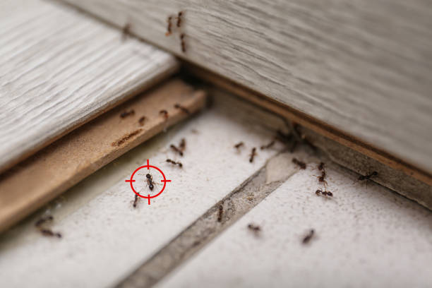 Trusted Laurel Hill, NC Pest Control Experts