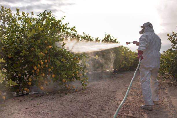Best Local Pest Control Services  in Laurel Hill, NC
