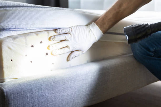 Best Insect Control  in Laurel Hill, NC