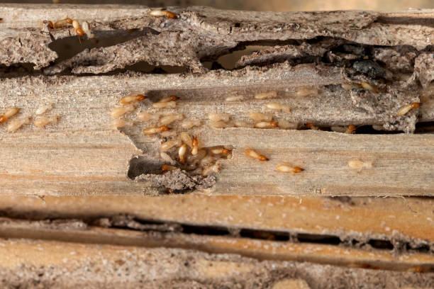 Best Insect Control  in Laurel Hill, NC